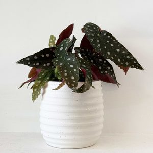 Products: Begonia ‘Polka Dot’