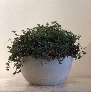 Callisia ‘bubbles’