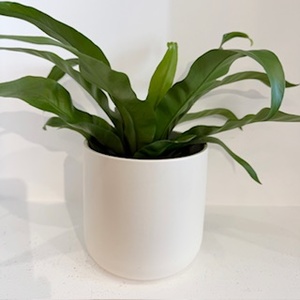 Fern Asplenium nidus