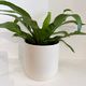 Fern Asplenium nidus