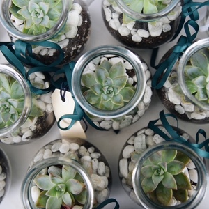 Products: Mini Succulent Jar