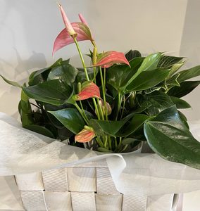 Products: Basket with flowering and foliage plants