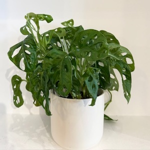 Monstera Monkey Mask