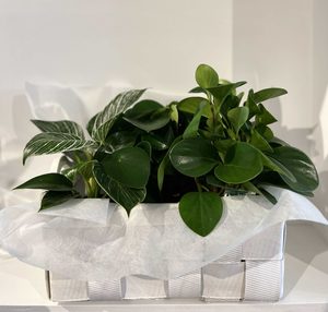 Products: Basket with foliage plants