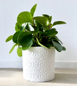 Products: Peperomia in ceramic