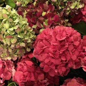 Products: Hydrangeas en masse