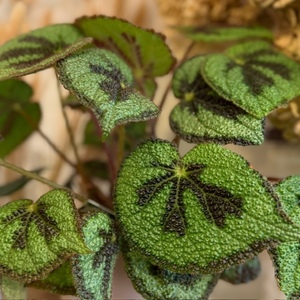 Products: Begonia masoniana