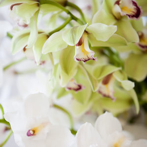 Products: Cymbidiums en Masse