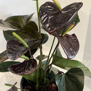 Products: Anthurium ‘Sempre’ chocolate