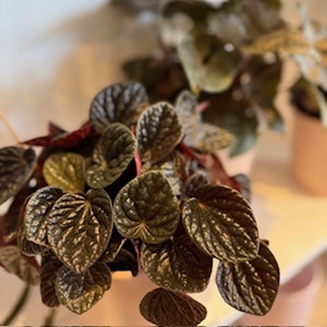 Products: Peperomia Chocolat