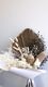 Dried bouquet