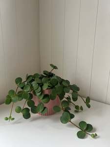 Peperomia Hope