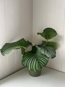 Plant: Calathea Orbifolia