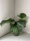 Calathea Orbifolia