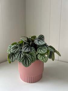 Plant: Peperomia burbella