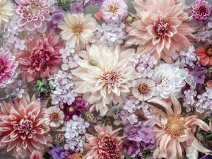 Greeting Cards: Dahlia In Pastel Blank Card