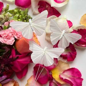 Home Page Collection List: White Butterfly