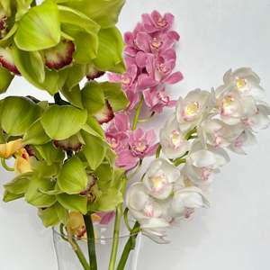 Cymbidium Orchid Stem