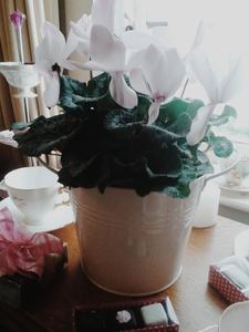 Cyclamen in pot (or other seasonal plant) - Flourish Floral Designs