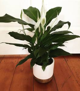 Products: Peace Lily in ceramic pot - Flourish Floral Designs