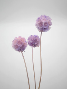 Products: Dried Scabiosa - Grape Purple Flower Boutique