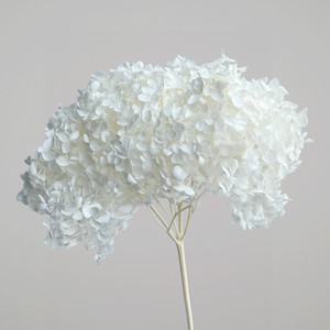 Products: Dried flower hydrangea