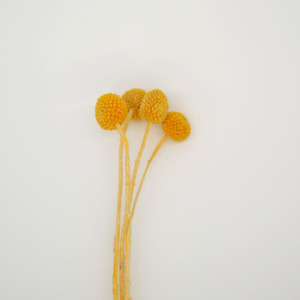 Dried flower Preserved Craspedia - Yellow
