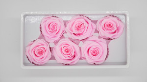 Products: Dried flower Preserved Roses Bright Pink