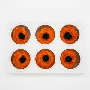 Dried flower Preserved Sun Flowers - Orange