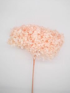 Dried flower Preserved Hydrangea - Light pink