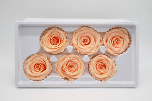 Products: Dried flower Preserved Roses Champagne