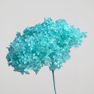 Dried flower Hydrangea