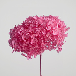 Dried flower Hydrangea
