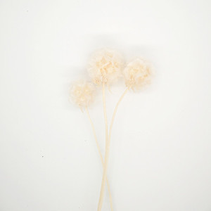 Dried flower Preserved Scabiosa