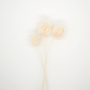 Products: Dried flower Preserved Scabiosa