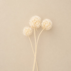 Products: Dried flower Preserved Scabiosa