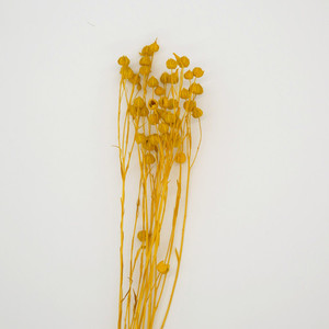 Products: Dried flower Acacia Bean - Yellow