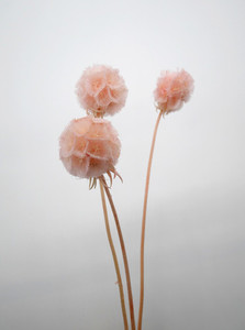 Dried flower Preserved Scabiosa Pink
