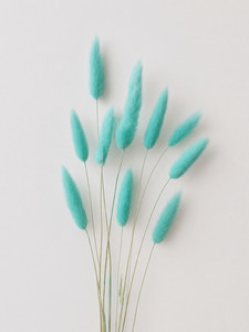 Products: Dried floral Bunny tail - Blue
