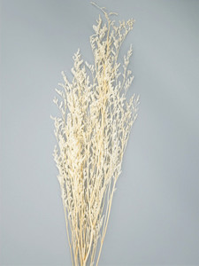Preserved limonium - White Flower Boutique