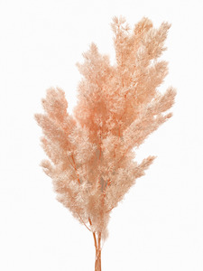Products: Dried Ming Fern - Pink Flower Boutique