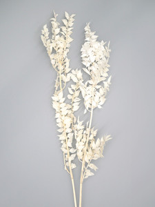 Products: Ruscus - White Flower Boutique