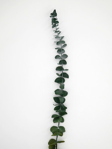 Products: Dried Eucalyptus Flower Boutique