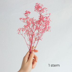 Preserved Gypsophila Pink Flower Boutique