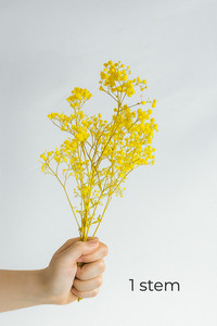 Products: Preserved Gypsophila - Yellow Flower Boutique