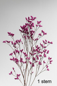 Preserved limonium - Pink Flower Boutique