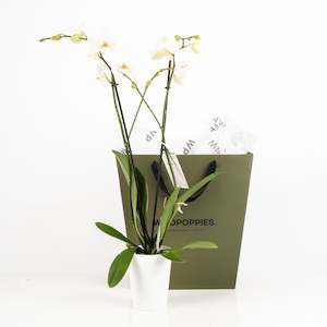 Gifts Baby Gifts: Elegant White Phalaenopsis Orchid