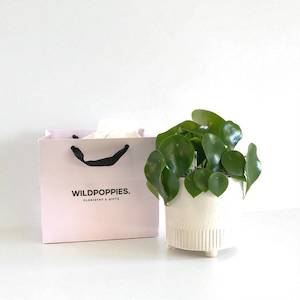 Raindrop Peperomia in Ceramic Pot