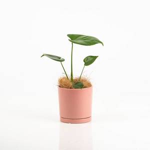 Flowers Potted Plants: Monstera Deliciosa