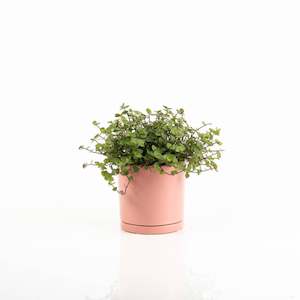 Callisia Bubbles Plant